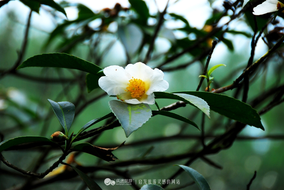 漫步缙云“自然小径”书写自然笔记