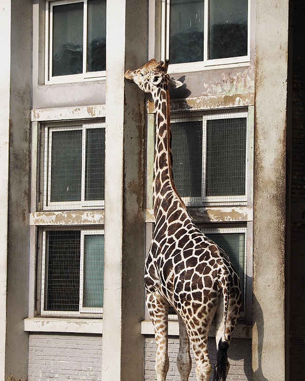 奥林巴斯e-pl8可以自拍吗,奥林巴斯epl8拍的照片