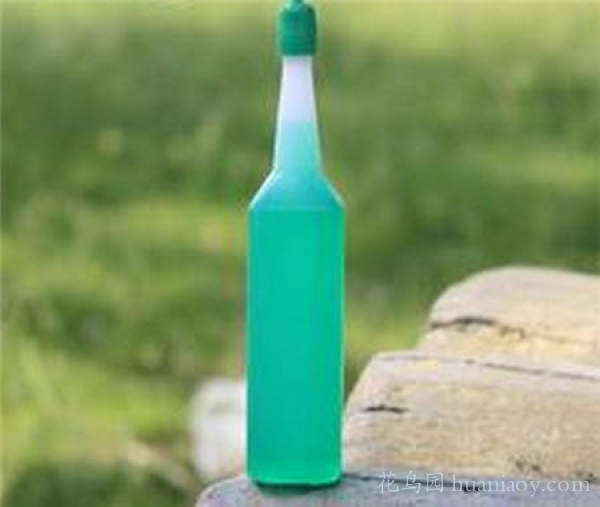 水培油画吊兰的养殖方法,怎样水培金边吊兰又可以养鱼