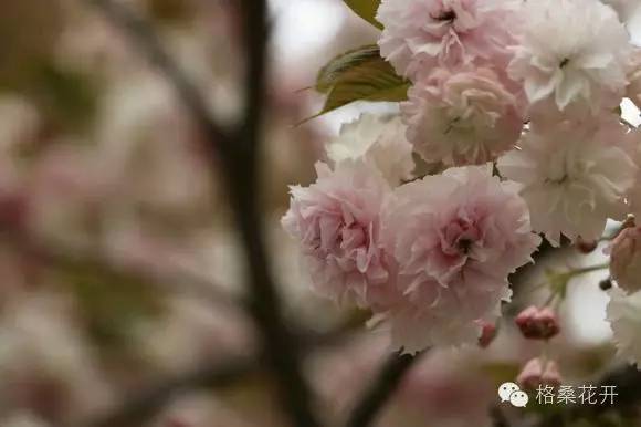 高原诗会：秋雨或者是雪（外四首）
