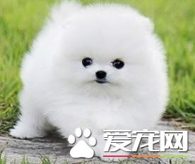 博美犬如何修剪造型,博美犬修剪毛发的方法步骤