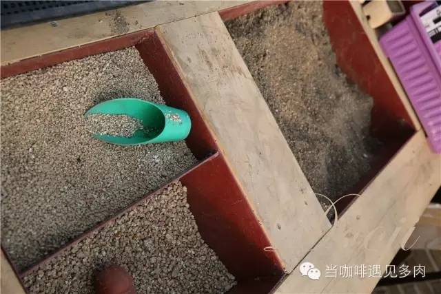 大群老桩秀妍多肉,多肉大群造型图