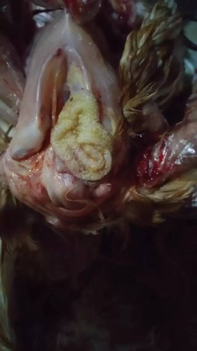 小鸡感觉病了怎么救治,小鸡高发病症状