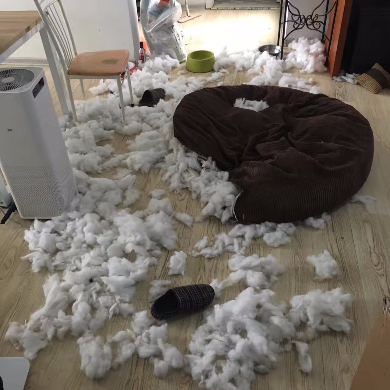 狗狗看雪需要注意什么,下雪天狗狗应该注意什么