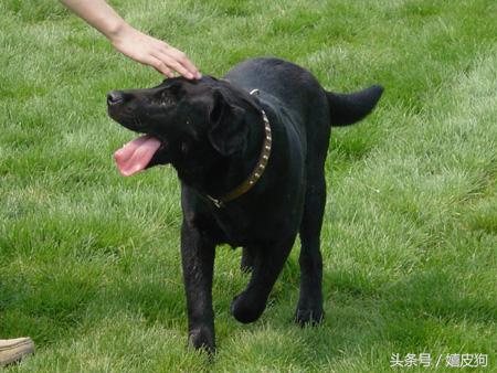 大狗黑色黄色,大狗黑灰色