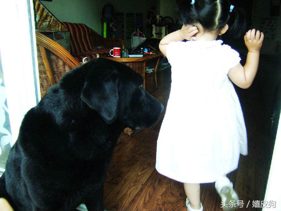 大狗黑色黄色,大狗黑灰色