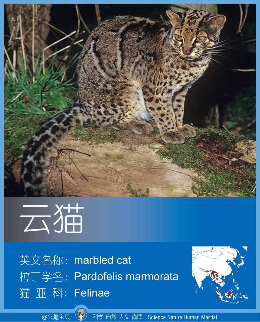 所有36种猫科动物排行,兴趣宝贝21期