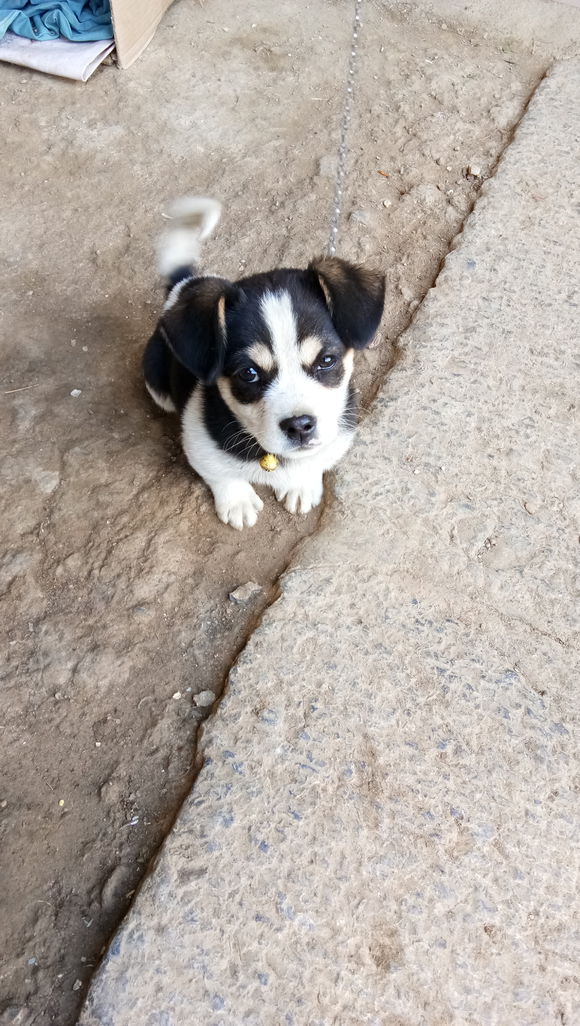 四十几块钱买的哈士奇是只土狗,买哈士奇给只土狗