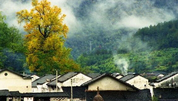 藏在深山无人识,石台县原始森林