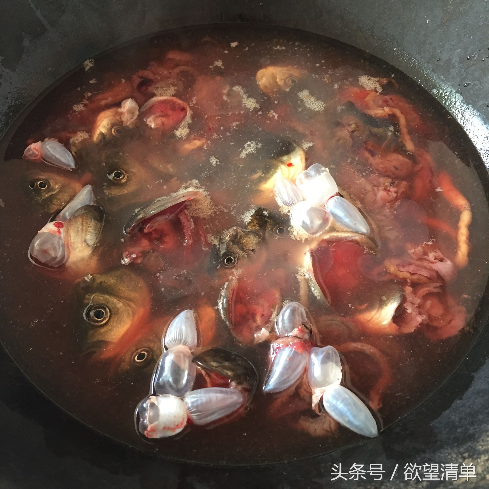 母狗生了狗崽煮什么给他吃,家里狗生了一窝小狗主人吃了