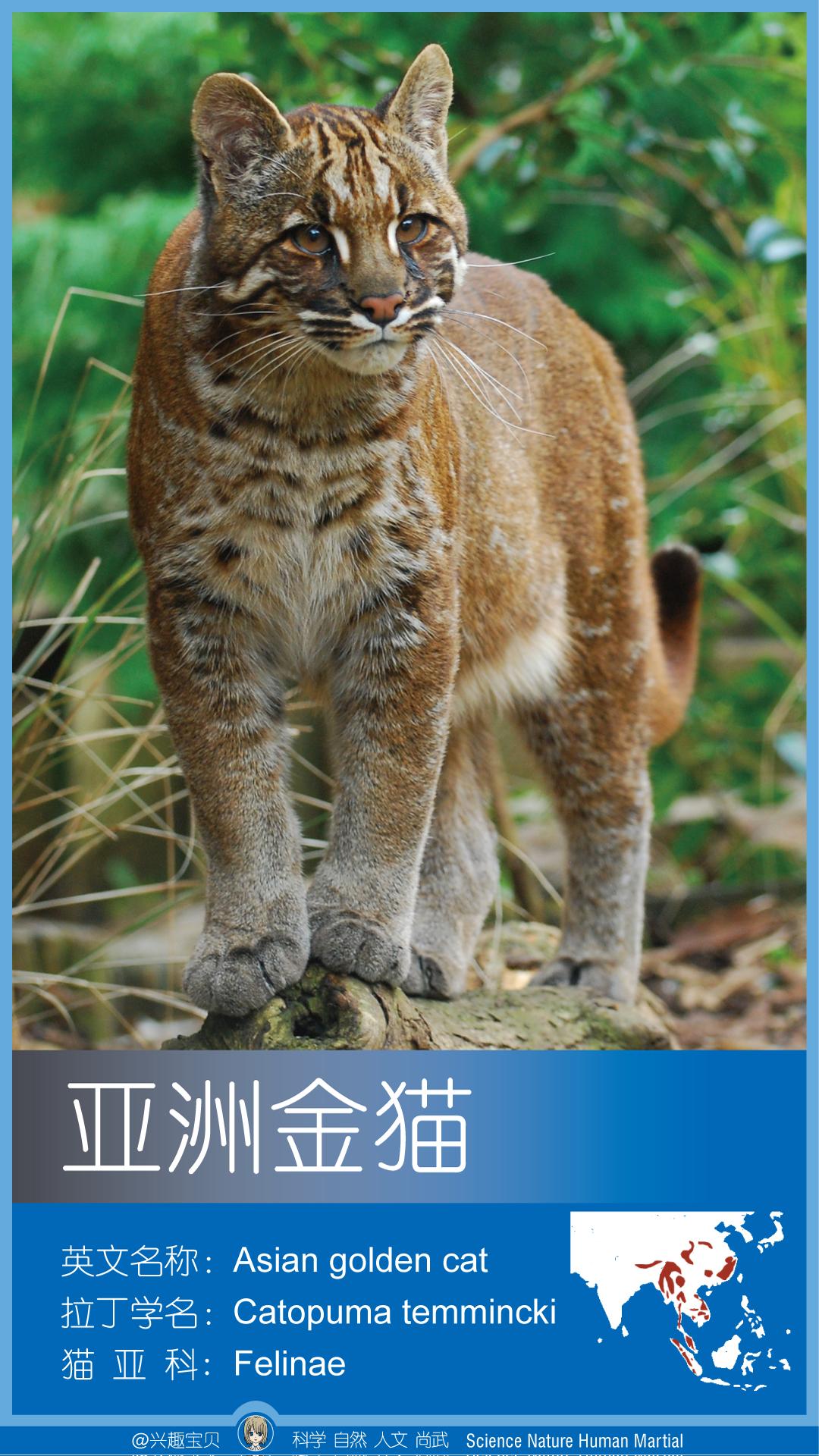 所有36种猫科动物排行,兴趣宝贝21期