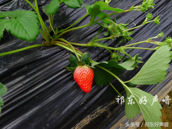 草莓哥商丘,草莓哥精品水果