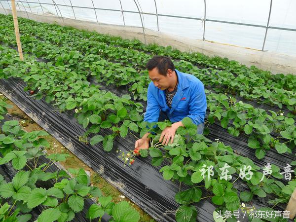 草莓哥商丘,草莓哥精品水果