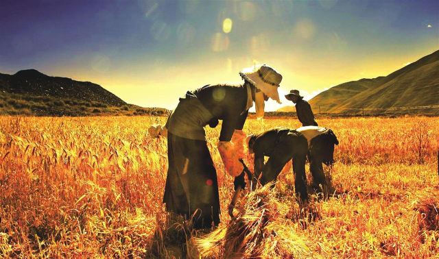 农民没钱种地怎么办,种粮不挣钱谁来种地