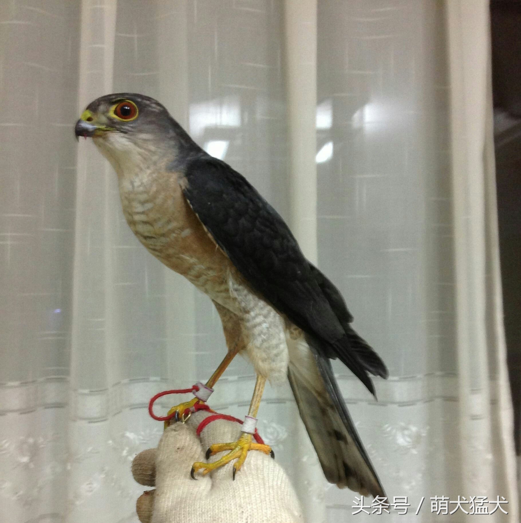 爱好者整理中国猛禽鹰属之松雀鹰(连载一)