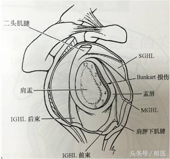肩关节镜修复方法,肩关节镜下半骨道修复技术