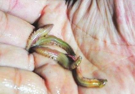 三明这些美食虽然有点吓人但更美味！