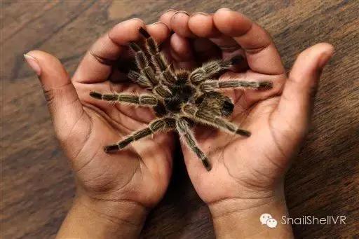 蜘蛛恐惧症vr,克服蜘蛛恐惧症