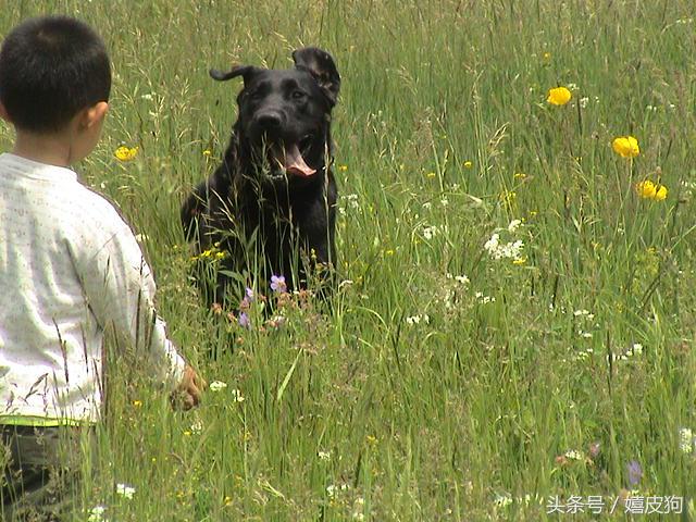 大狗黑色黄色,大狗黑灰色