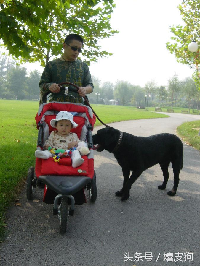 大狗黑色黄色,大狗黑灰色