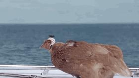 作为摄影师的“鸡”，你必须扛得起相机、拍得了防抖视频！