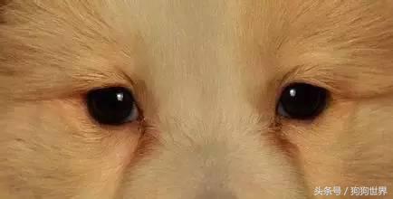 狗狗老是有泪痕是什么品种,狗狗产生泪痕的原因及解决方法