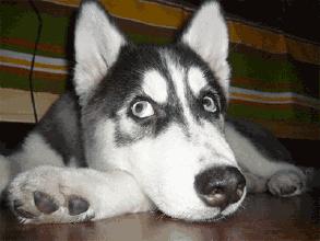 狗狗为什么会长脓皮病,狗狗皮肤上有脓疱掉毛