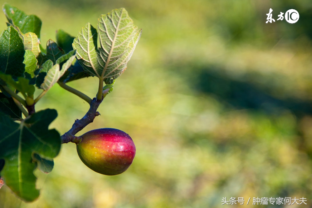 抗肿瘤吃什么食物最好,哪些食物能帮助抗肿瘤