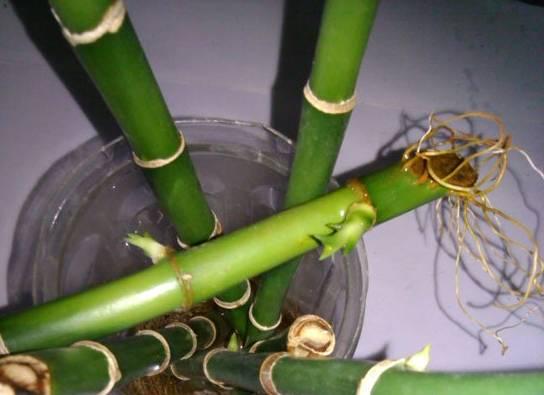 富贵竹里放铁钉,生锈的铁钉放到富贵竹