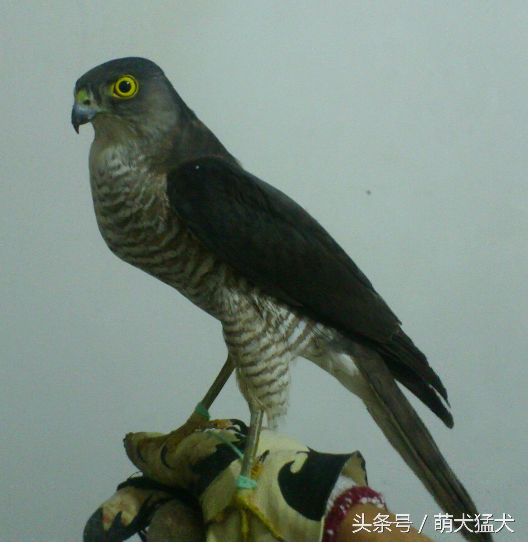 爱好者整理中国猛禽鹰属之松雀鹰(连载一)