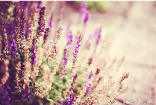 真正薰衣草精油的功效与用法,纯天然薰衣草精油的功效与用法