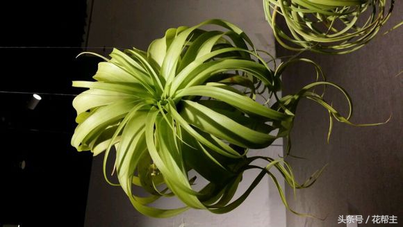 空气凤梨病变,空气凤梨烂心怎么处理