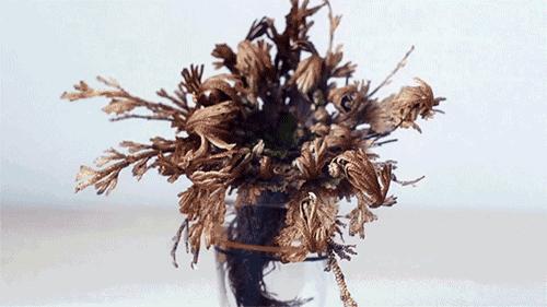 农村常见的野草是民间草药,有哪些田间野草是中药