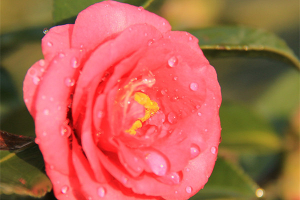 克瑞墨茶花花开能保持几天,茶花怎么养才开花爆盆