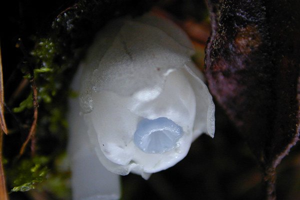 农村有根茎的野草,农村随处可见的18种野草