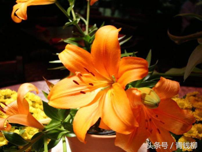 适合地栽的百合品种有哪些,百合什么品种最好养