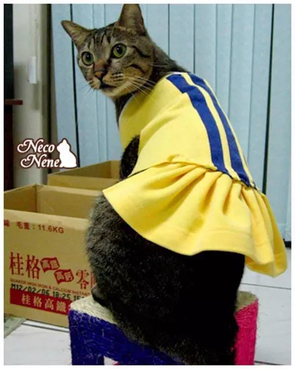 给狗狗洗澡的方法简单易学又省钱,学会这一招让狗狗乖乖听话