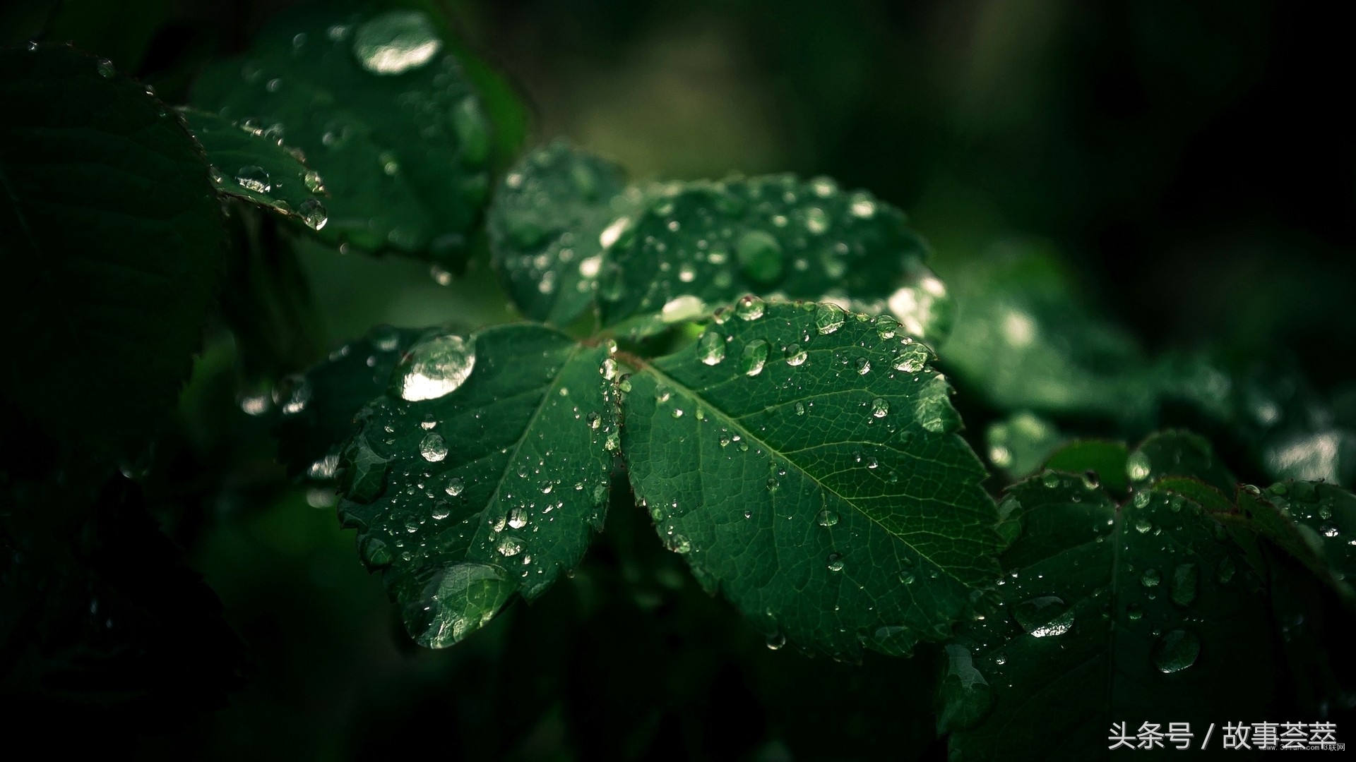 成绩优异被迫退学父母给的阻碍,学习成绩大幅下降心态崩溃
