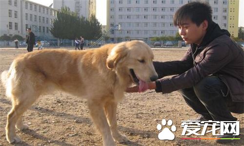 金毛寻回犬和金毛不一样吗图片,金毛为什么叫金毛寻回犬