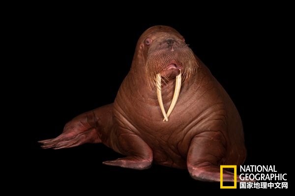 方舟拍摄六种无脊椎动物,十种不怕火的动物