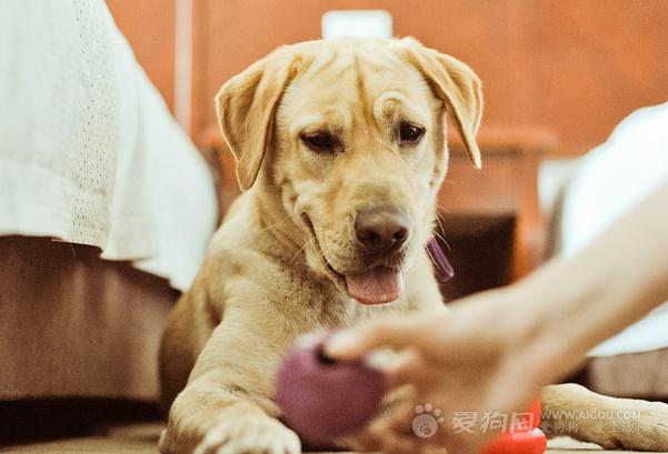 狗狗十大禁忌食物列表,狗狗十大禁忌水果