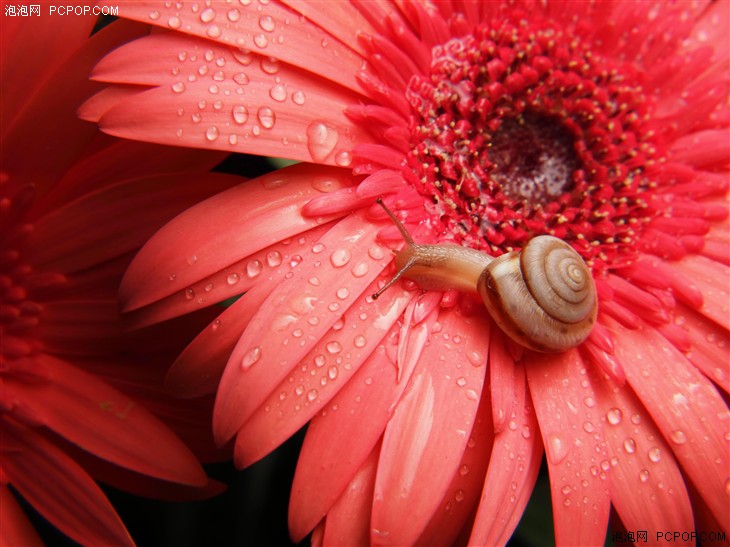 小蚁42.5-1.8镜头怎么拍微距,小蚁微距镜头使用方法