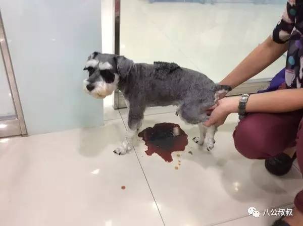 喜欢狗和爱狗区别,这就是喜欢和爱的区别完整版