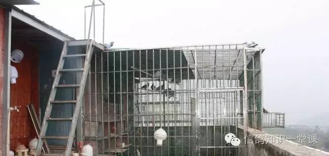 重庆赛鸽强豪欧先超