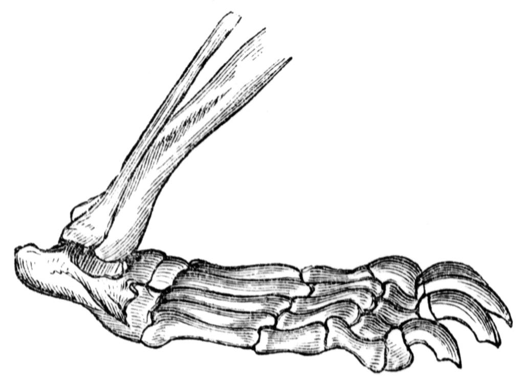 狼人进化史,关于狼人的变异视频