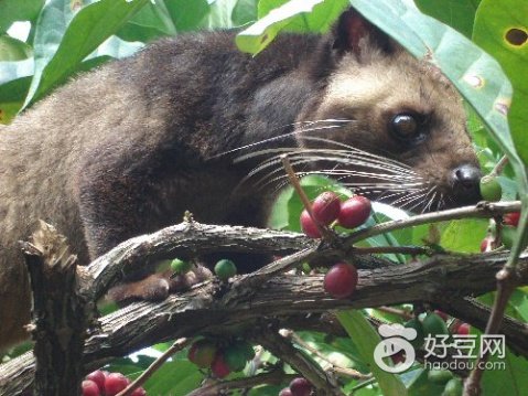 巴厘岛金兔咖啡真的吗,巴厘岛金兔咖啡的正确喝法