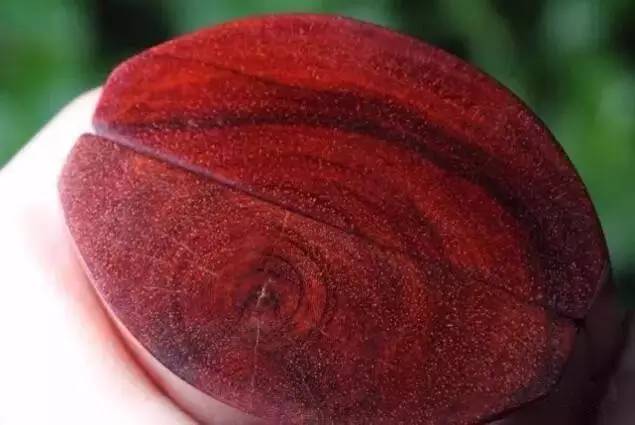 真正的紫檀树,真正的紫檀木材