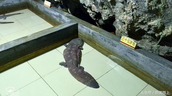 连州菜心拍卖最高价,至尊连州菜心什么价