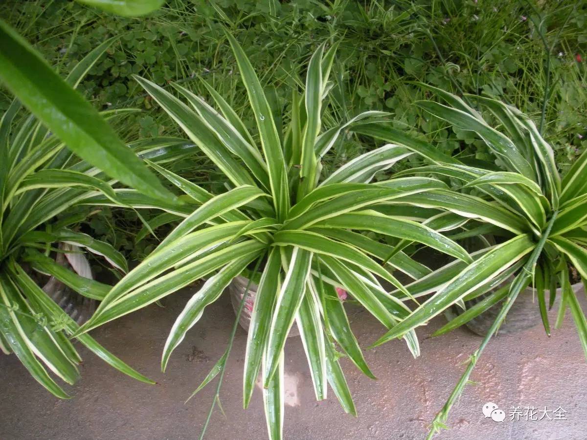 吊兰的种类有哪些哪种适合室内养 (10种公认最好养的花吊兰)