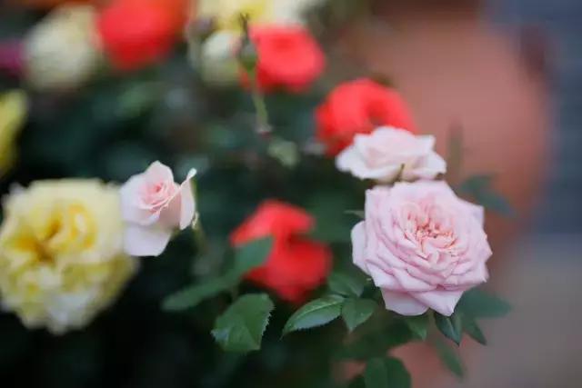 澶氳倝妞嶇墿椁愬惂,妤奸《澶氳倝鑺卞洯椁愬巺
